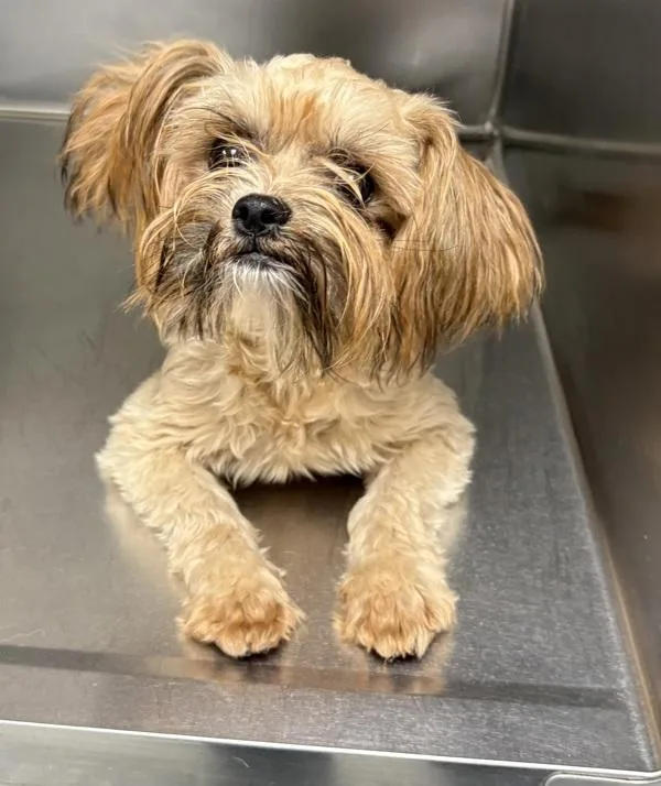 A young small-sized female Shih Tzu dog named Pen Kiki for adoption in Lawrenceville, GA