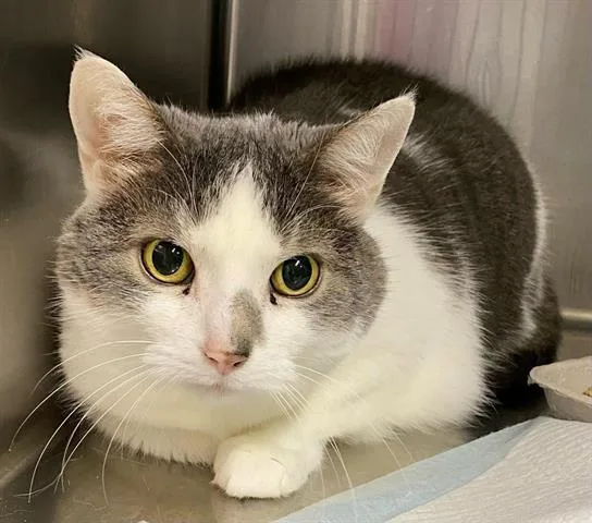 A senior small-sized male Domestic Short Hair cat named Jeb for adoption in Westminster, MD