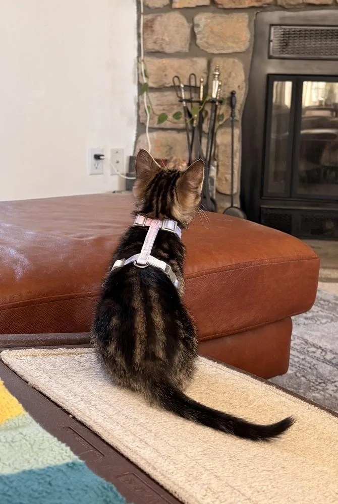 A baby medium-sized female Domestic Short Hair cat named Princess for adoption in Lafayette, CO