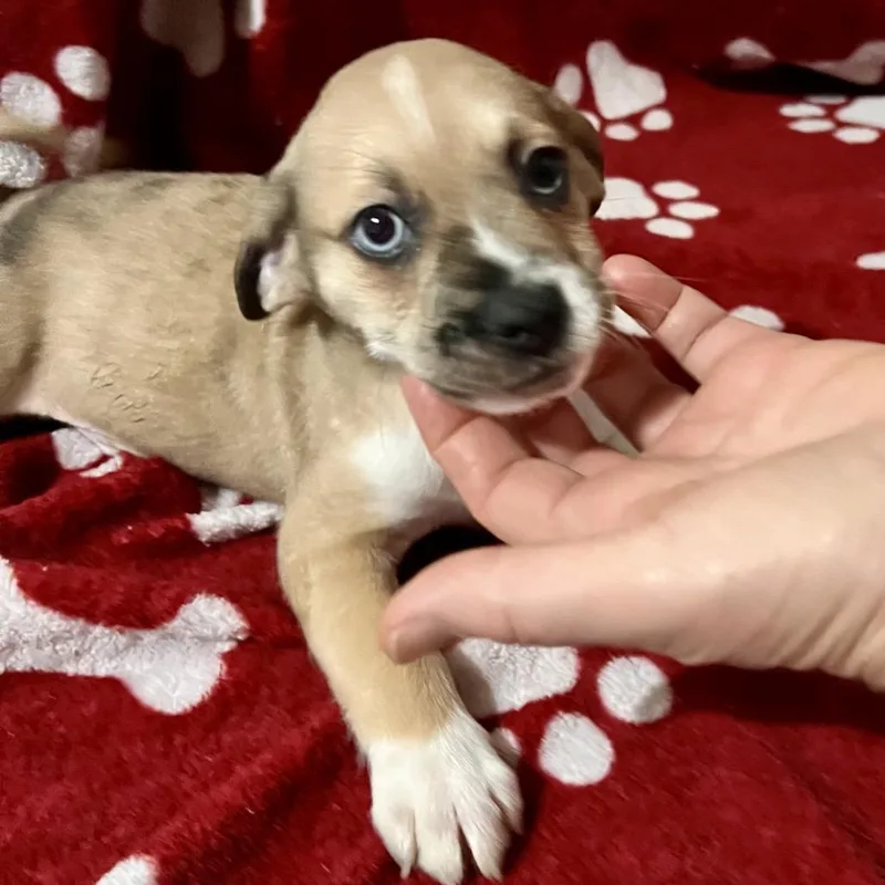 Finley thumbnail 3