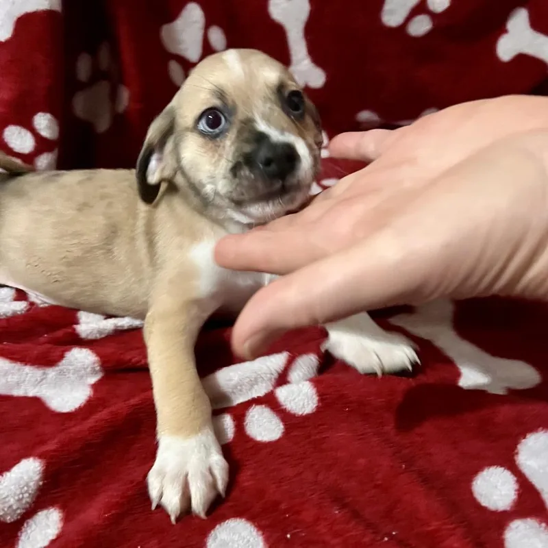 Finley thumbnail 5