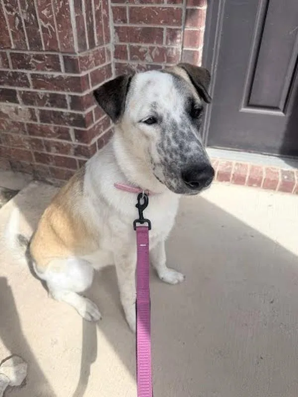 A young large-sized female Anatolian Shepherd dog named Delilah for adoption in Austin, TX