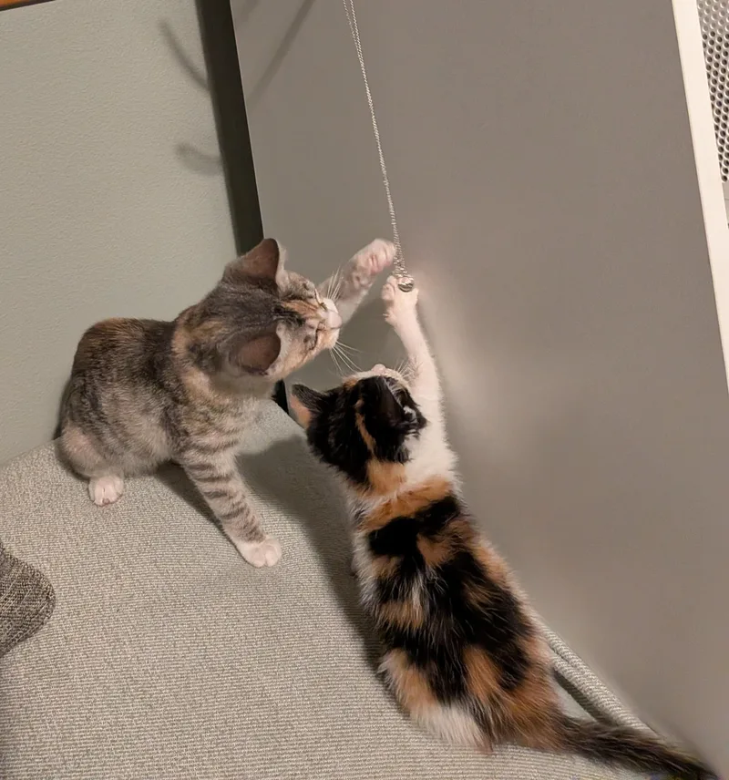 Mango Ginger thumbnail 2