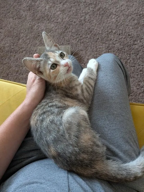 Mango Ginger thumbnail 3