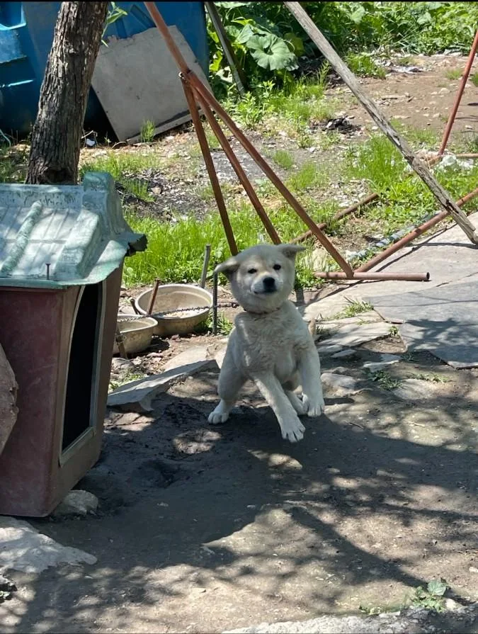 An adult small-sized female Shiba Inu dog named Chuchu for adoption in Duluth, GA
