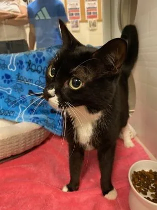 An adult medium-sized female Domestic Short Hair cat named Pepper for adoption in Fallston, MD