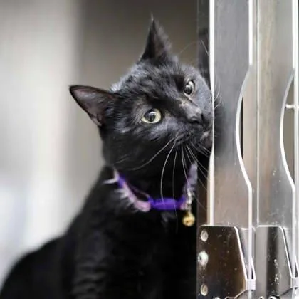 A senior small-sized female Black Domestic Short Hair cat named Dobby for adoption in Atlanta, GA