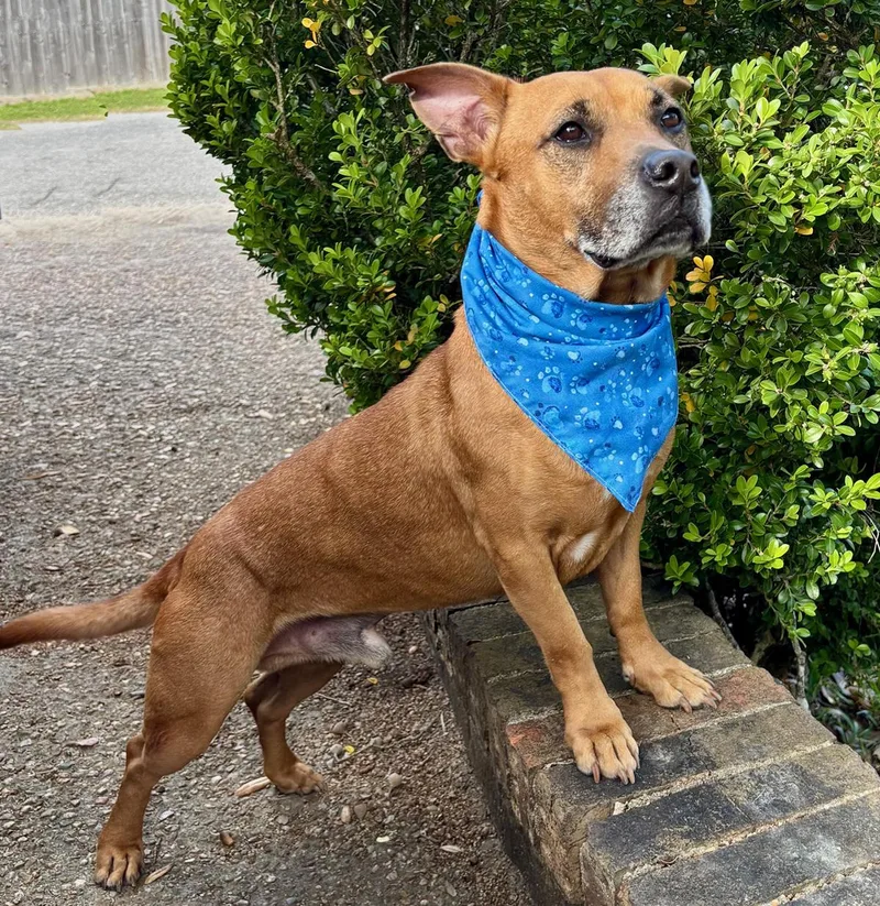 An adult medium-sized male Tricolor (Brown, Black, & White) Terrier dog named Teddy Gorgeous Little for adoption in Cypress, TX