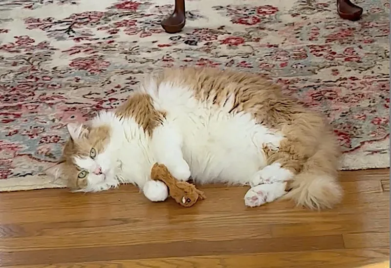 Marmalade thumbnail 2