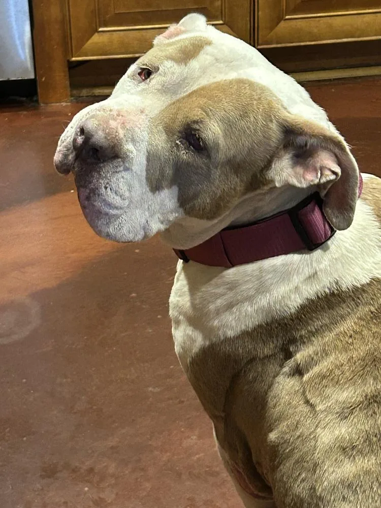 A senior large-sized female Pit Bull Terrier dog named Princess for adoption in San Diego, CA