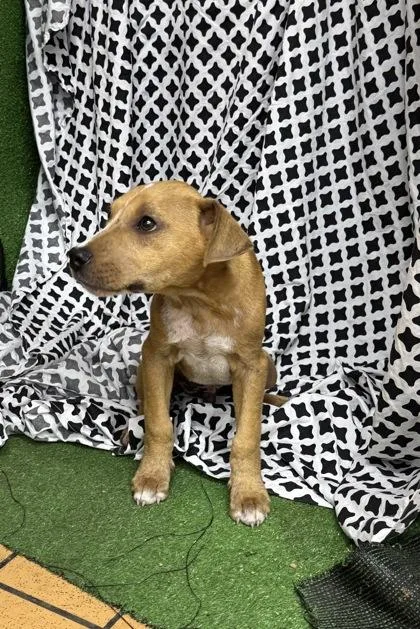 A baby medium-sized male Terrier dog named Edward for adoption in Gainesville, FL