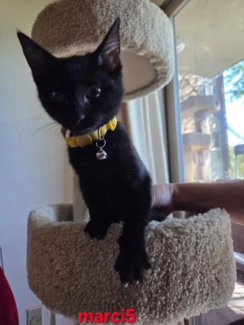 A baby medium-sized female Black Domestic Short Hair cat named Love Bug Litter for adoption in Fairfax, VA