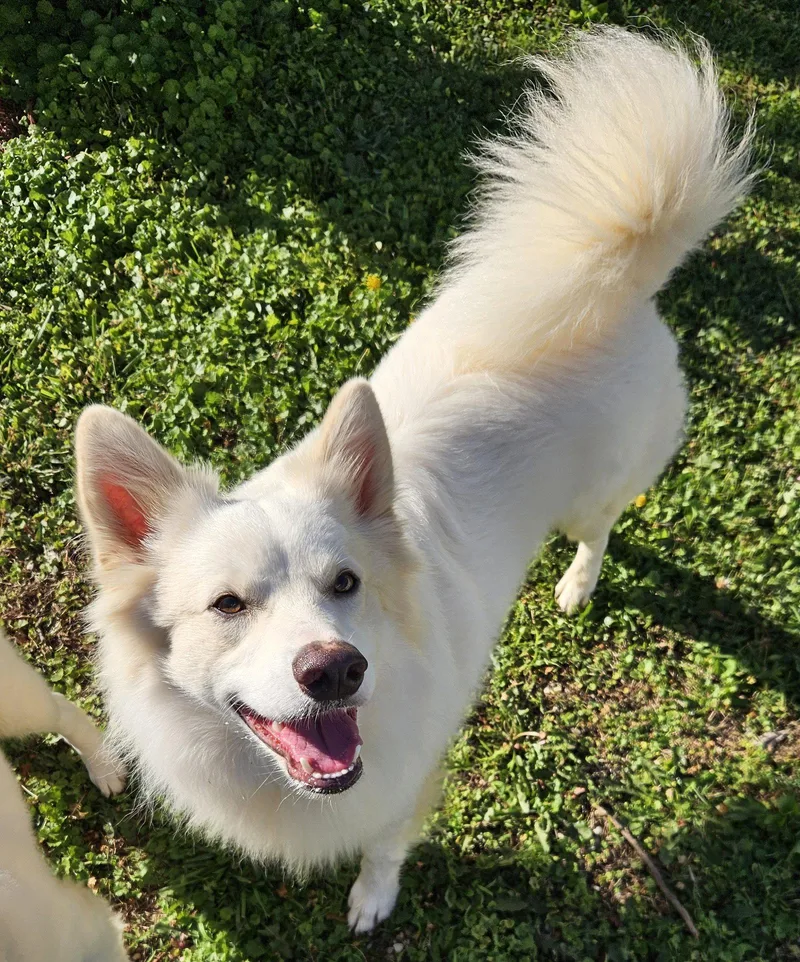 A young medium-sized male American Eskimo Dog dog named Tucker of MD for adoption in Randallstown, MD