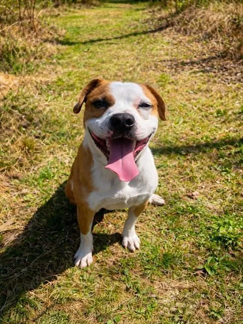 An adult medium-sized male Pit Bull Terrier dog named Ruble for adoption in Westminster, MD