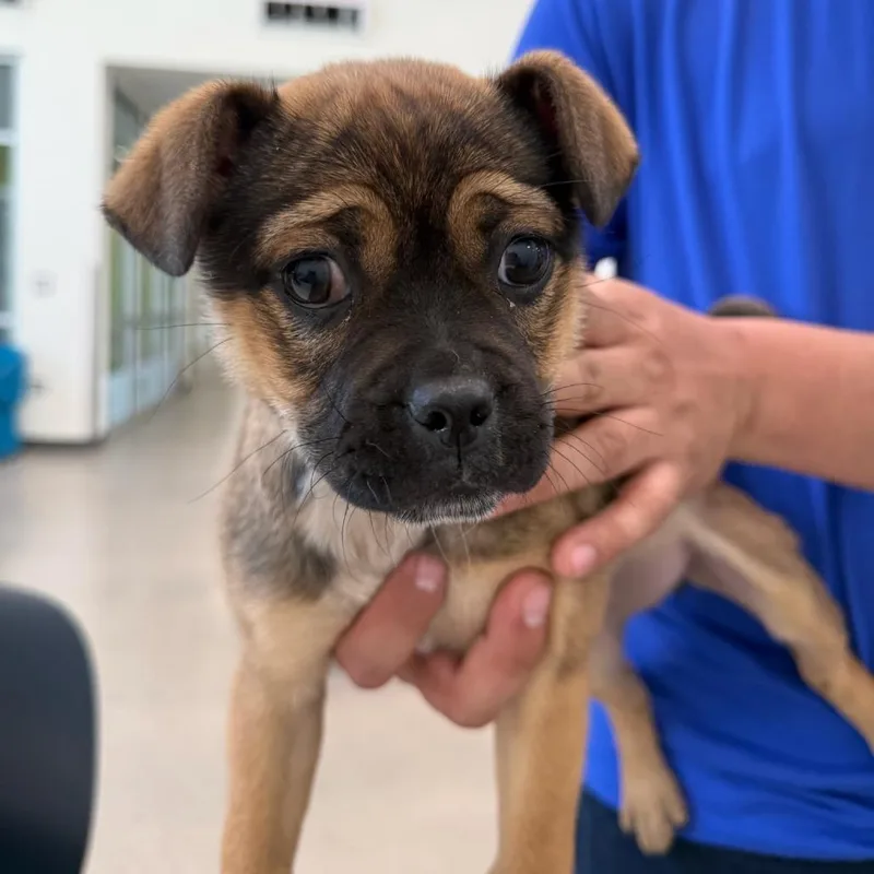 A young small-sized female Black Mixed Breed dog named Canela for adoption in Las Cruces, NM