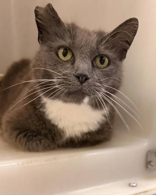 An adult medium-sized female Domestic Short Hair cat named Marissa for adoption in Canton, GA