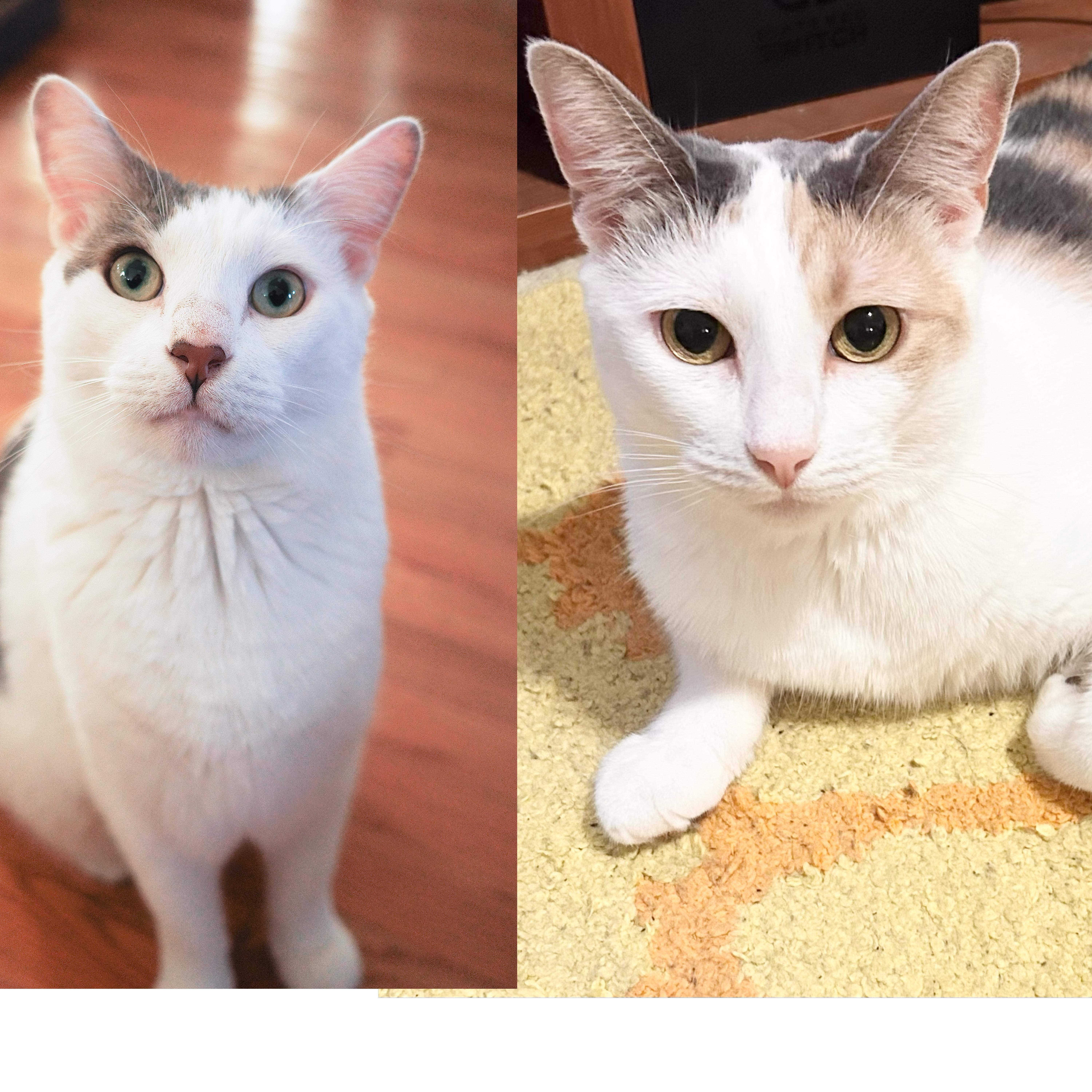 A young medium-sized female Calico cat named Nacho & Bacardi for adoption in New York, NY