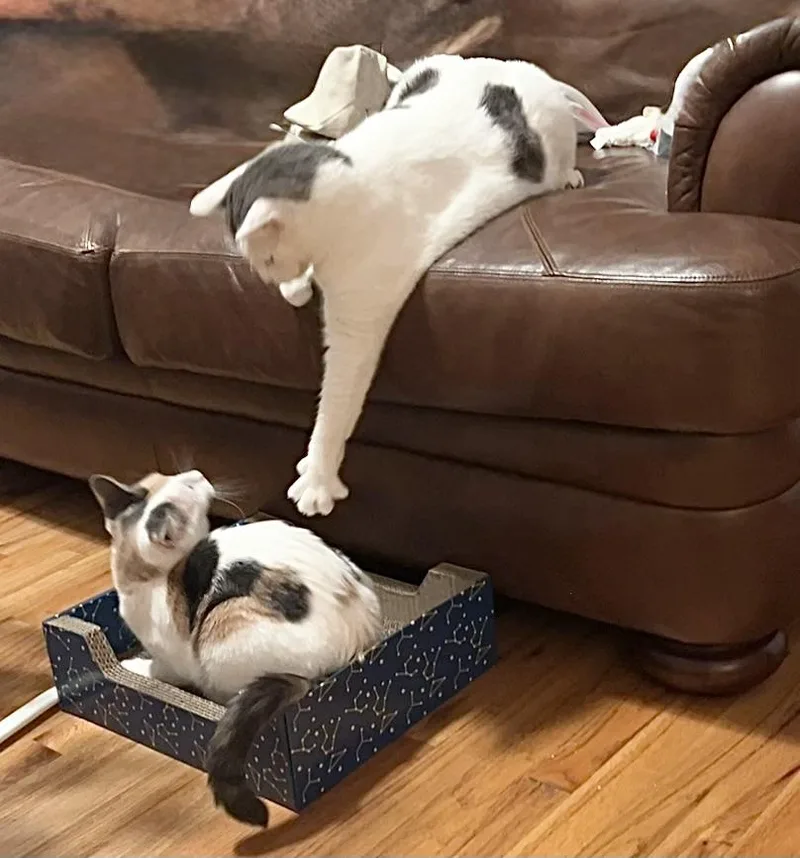 Nacho & Bacardi thumbnail 3