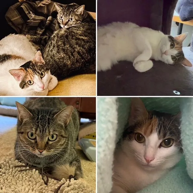 An adult medium-sized female Domestic Short Hair cat named Poppi and Mischa for adoption in Novato, CA