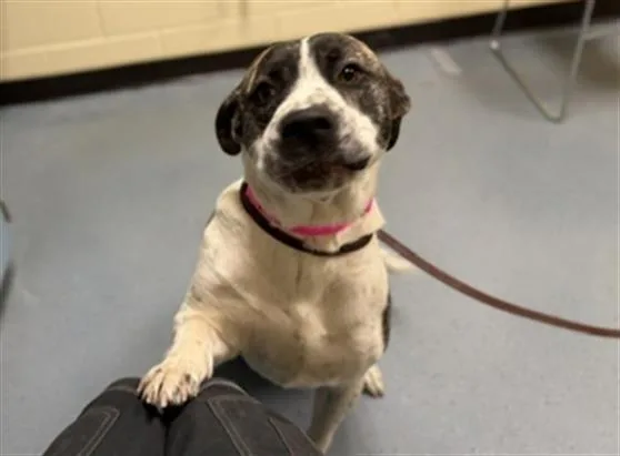 An adult large-sized female Labrador Retriever dog named Coral for adoption in Denver, CO