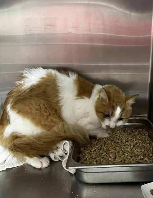 An adult large-sized male Domestic Long Hair cat named Koda for adoption in Upper Marlboro, MD