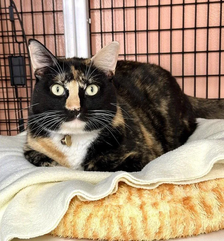 An adult medium-sized female Domestic Short Hair cat named Loretta for adoption in Seal Beach, CA
