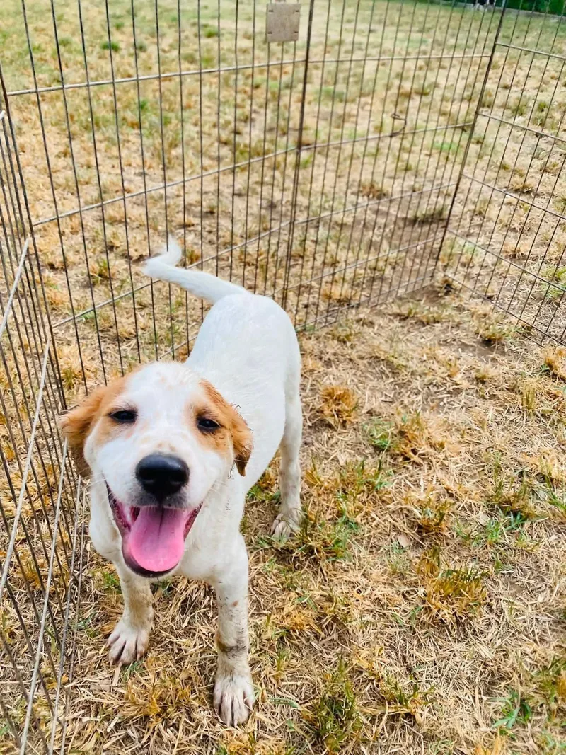 A baby small-sized male White / Cream Labrador Retriever dog named Huck for adoption in Milford, NH
