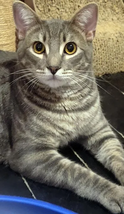 Sonoma  Bonded Pair thumbnail 2