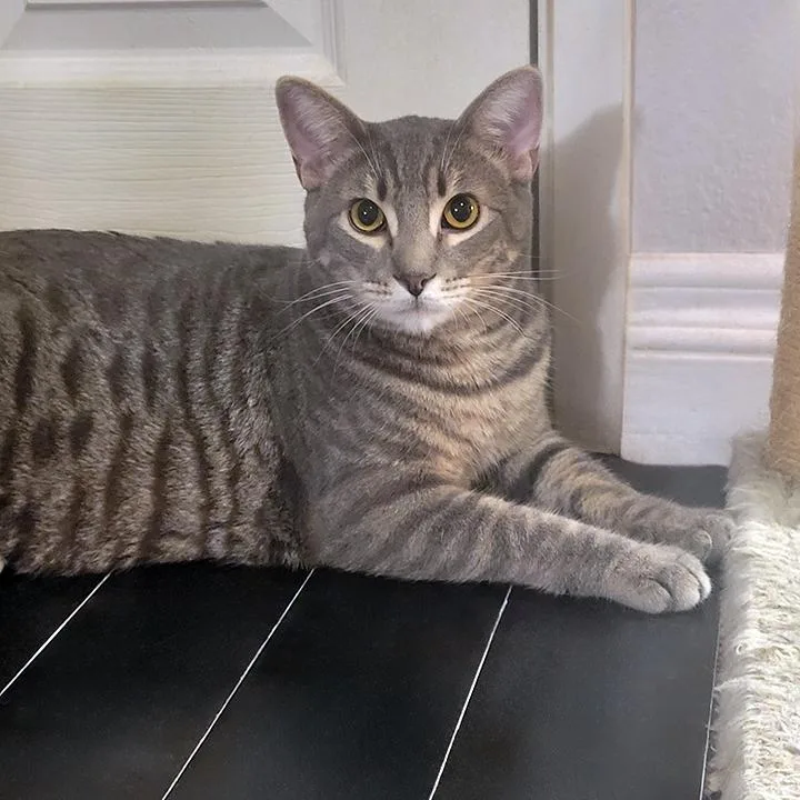 Sonoma  Bonded Pair thumbnail 3