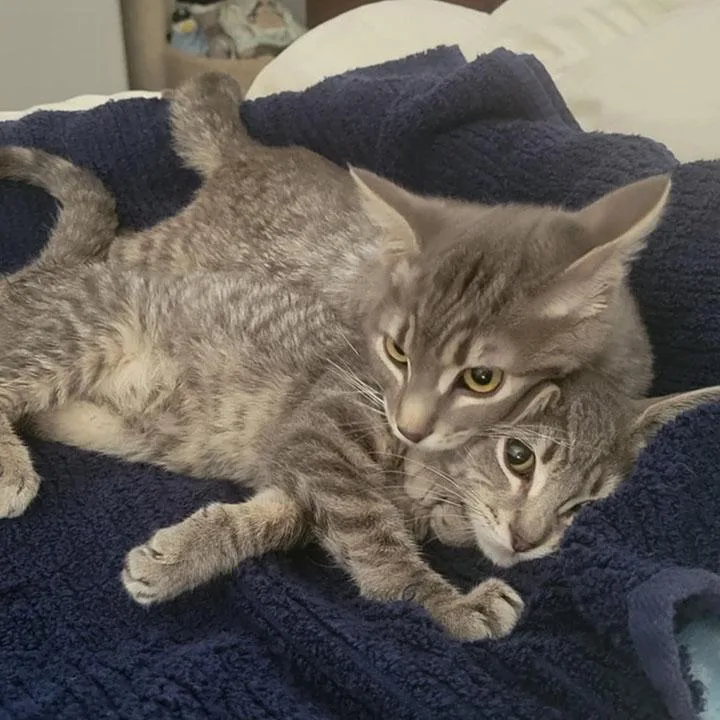 Sonoma  Bonded Pair thumbnail 5