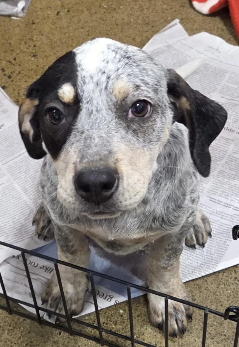 A baby medium-sized female Tricolor (Brown, Black, & White) Bluetick Coonhound dog named Polly for adoption in Hillsdale, NY