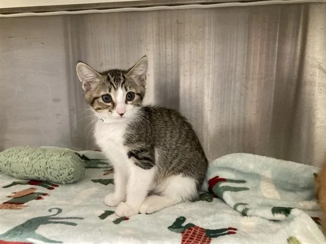A baby small-sized female Domestic Short Hair cat named Chicken for adoption in Tustin, CA