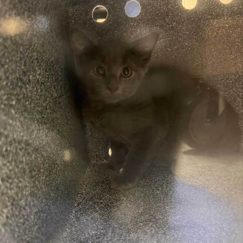 A baby small-sized male Gray / Blue / Silver Domestic Short Hair cat named Sydney Shrooms for adoption in Charlottesville, VA
