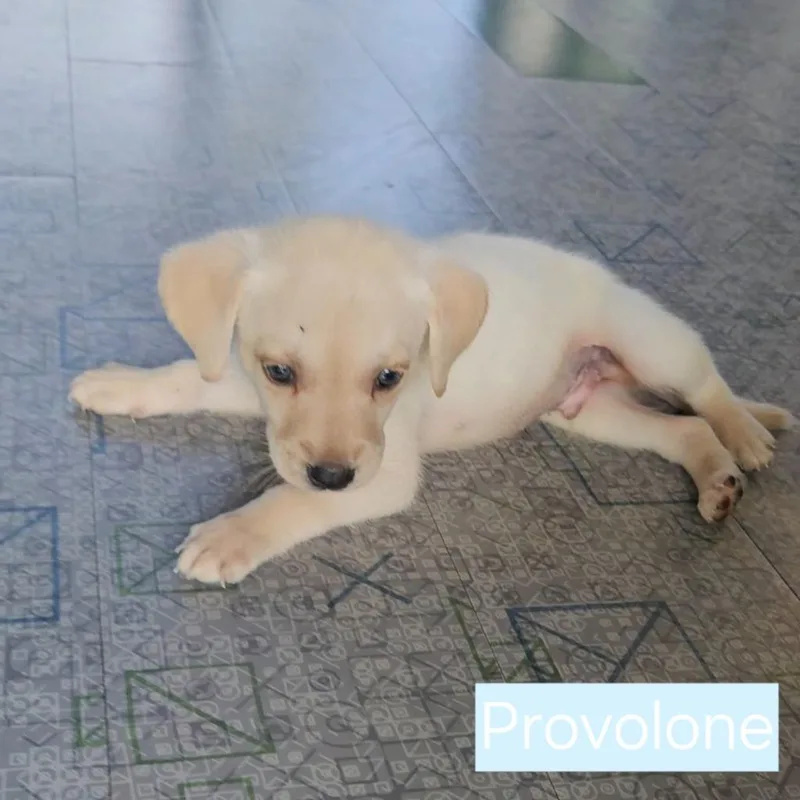 Provolone