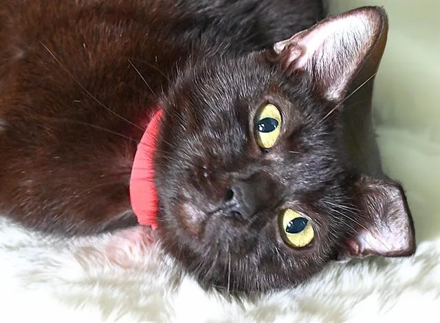 A young medium-sized female Domestic Short Hair cat named Mavis for adoption in Fort Lauderdale, FL
