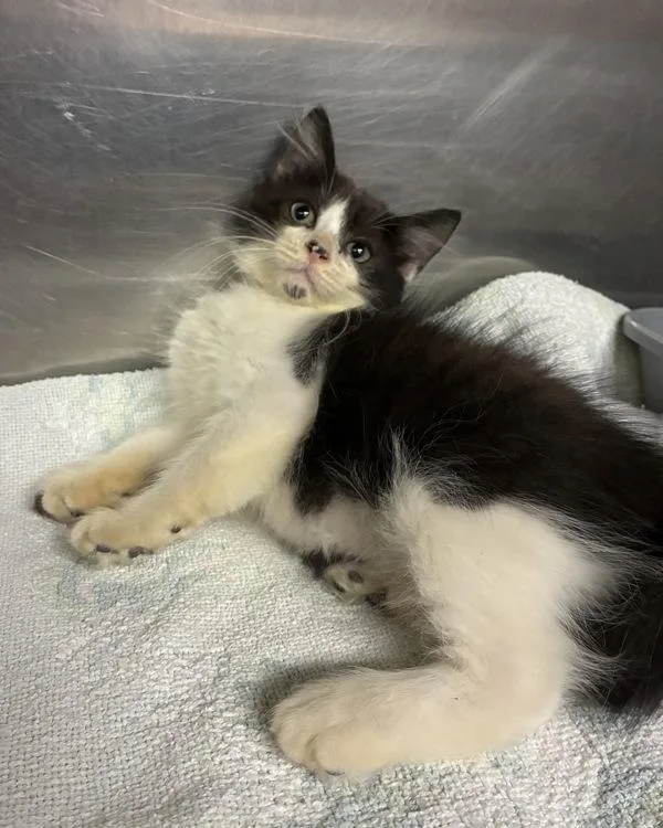 A baby small-sized female Domestic Short Hair cat named Panda Baby for adoption in Richmond, VA