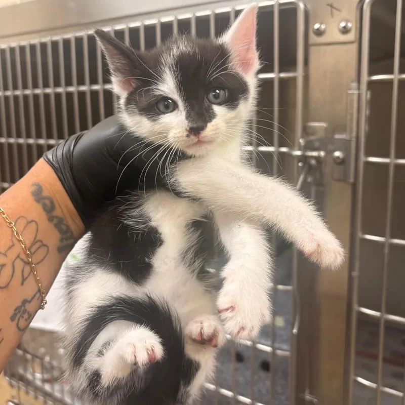 A baby small-sized male Black Domestic Short Hair cat named Goose for adoption in Winston-Salem, NC