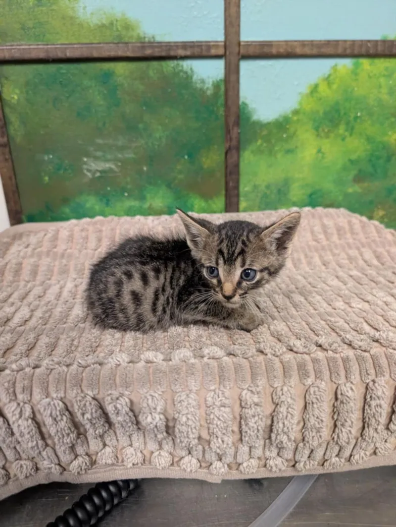 A baby small-sized male Domestic Short Hair cat named Pony for adoption in Houston, TX