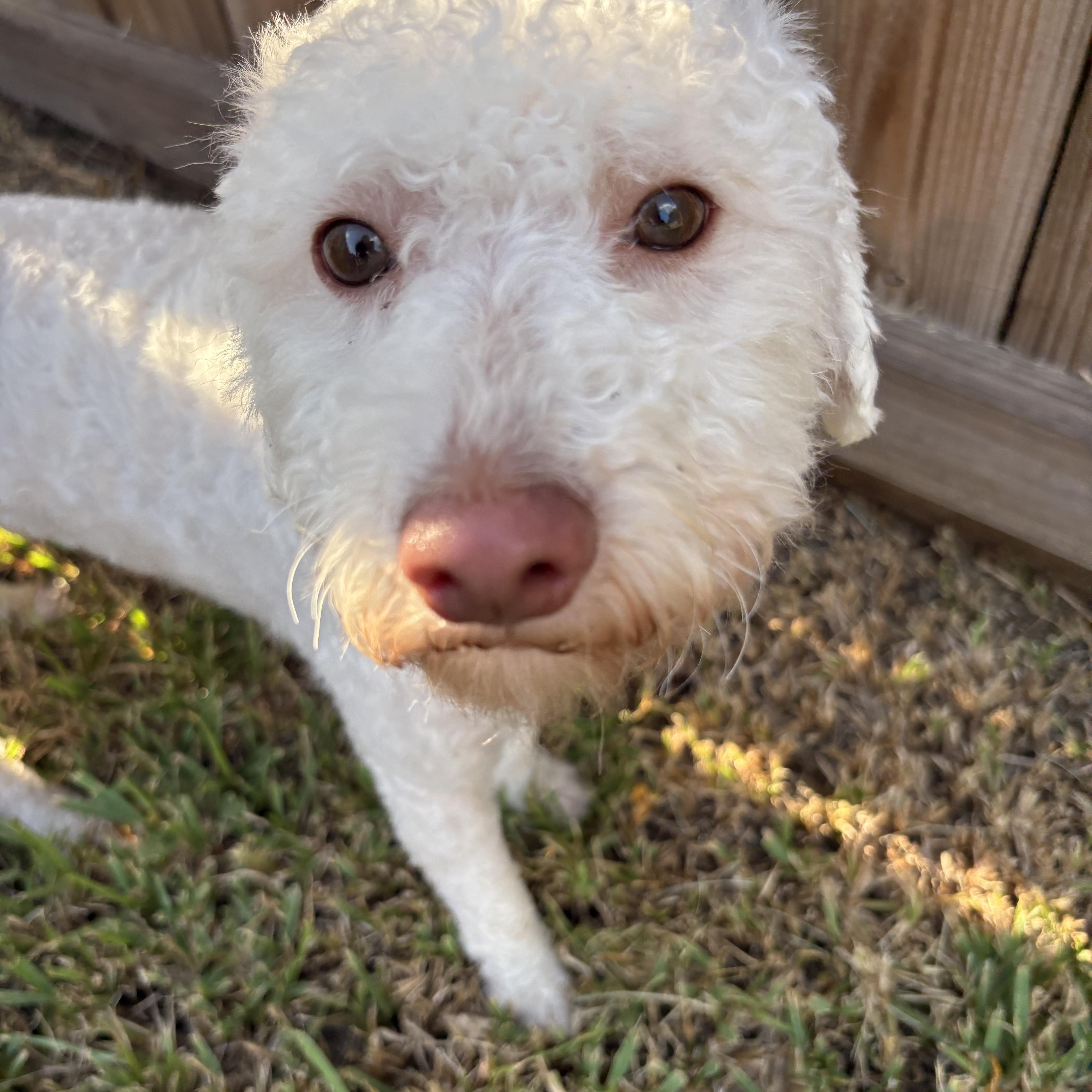 A young small-sized male Miniature Poodle dog named Bowie for adoption in Spring, TX