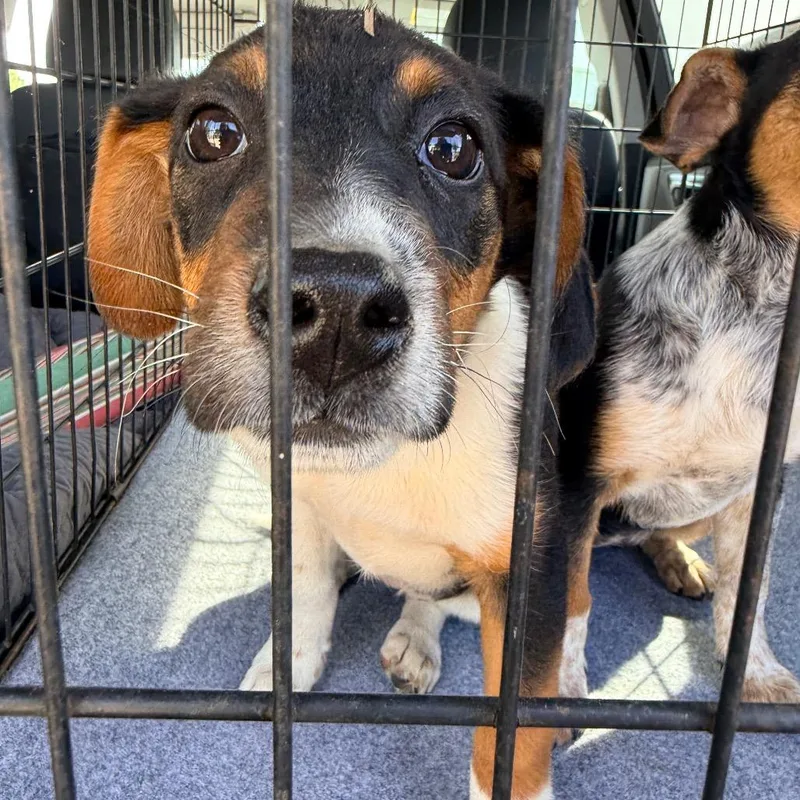 A baby medium-sized female Gray / Blue / Silver Australian Cattle Dog / Blue Heeler dog named Tempe for adoption in Tomah, WI