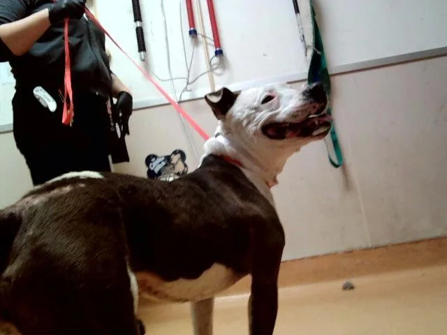 A young large-sized female Pit Bull Terrier dog named Holly for adoption in Martinez, CA