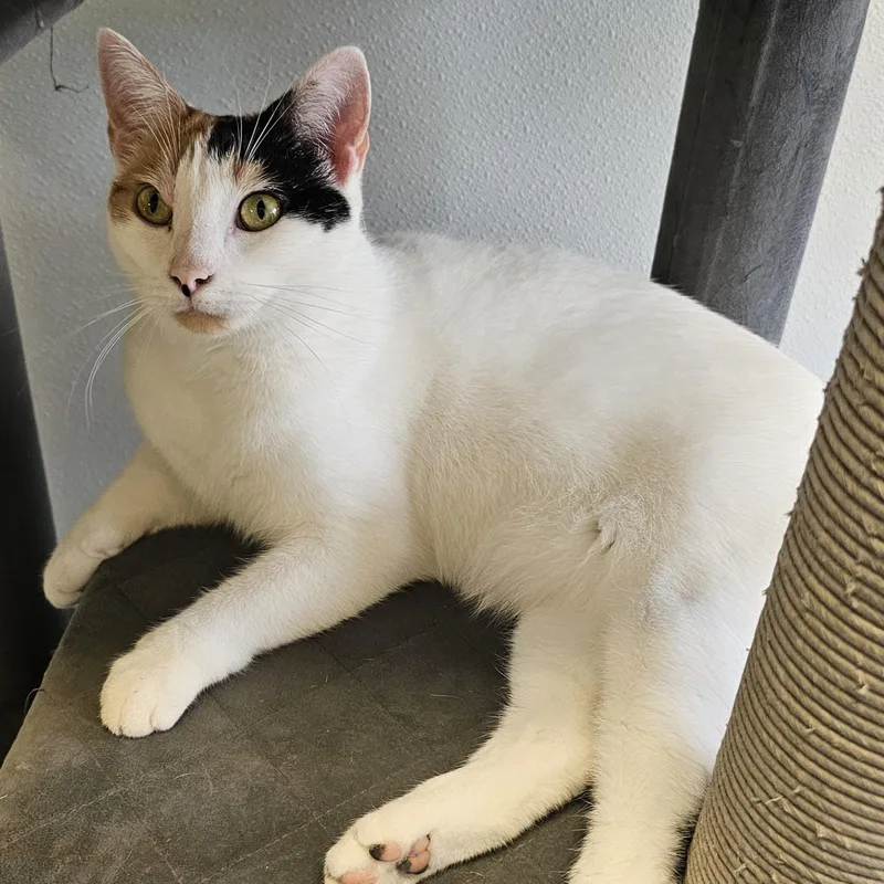 An adult medium-sized female Calico Domestic Short Hair cat named Bonita for adoption in Waynesville, NC