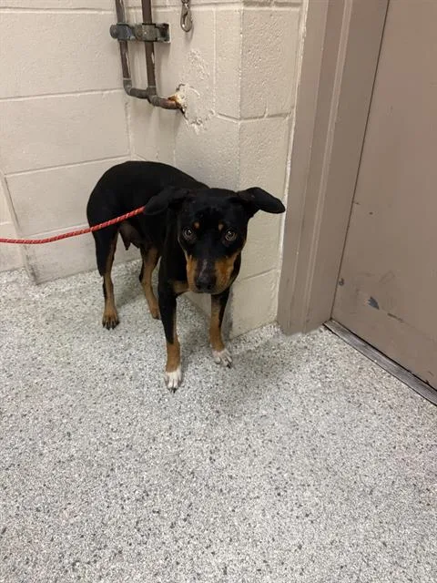 A young medium-sized female Labrador Retriever dog named Shay for adoption in Conroe, TX