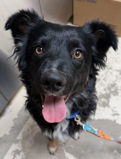A young medium-sized male Black Border Collie dog named Paul for adoption in Fort Collins, CO