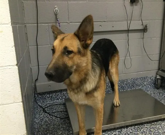 A young large-sized male German Shepherd Dog dog named Happi for adoption in Thousand Palms, CA