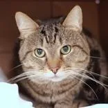 An adult medium-sized male Tabby (Brown / Chocolate) Domestic Short Hair cat named Vigo for adoption in Hilliard, OH