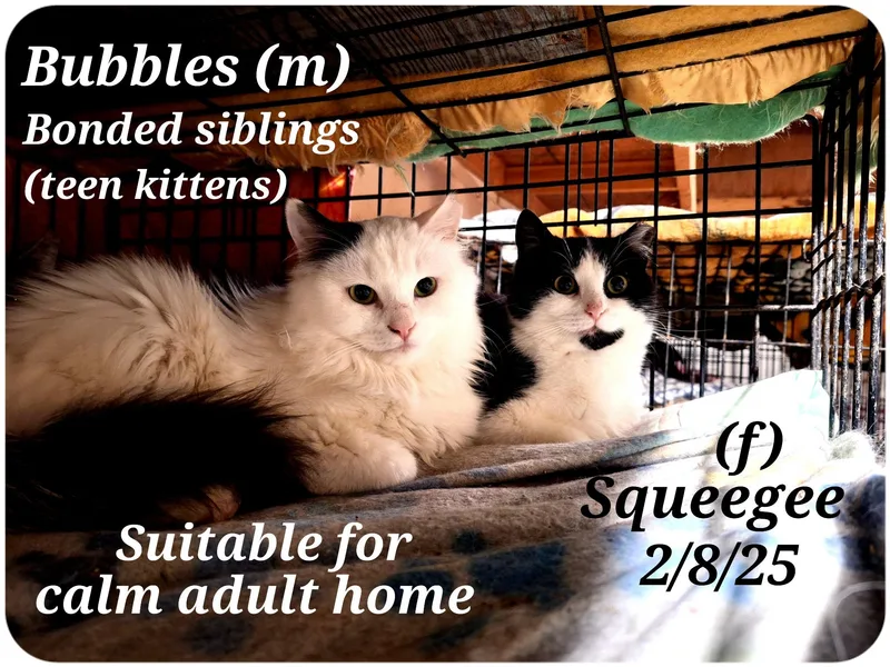 Bubbles And Squeegee thumbnail 3