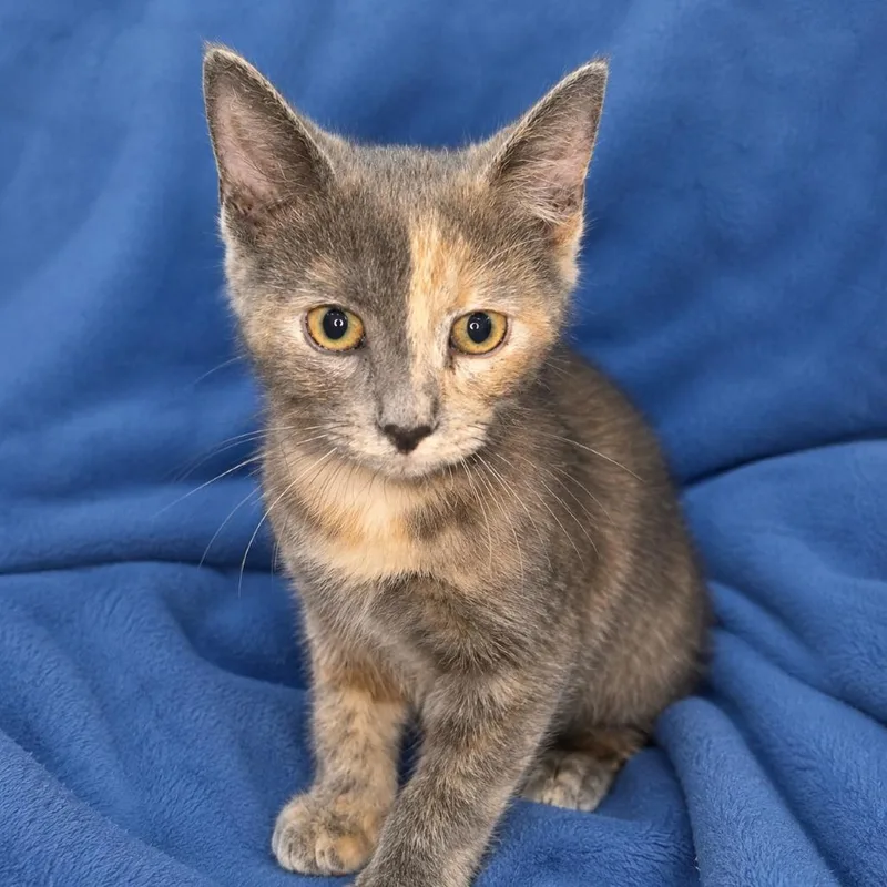 A baby small-sized female Domestic Short Hair cat named Apple for adoption in Tucson, AZ