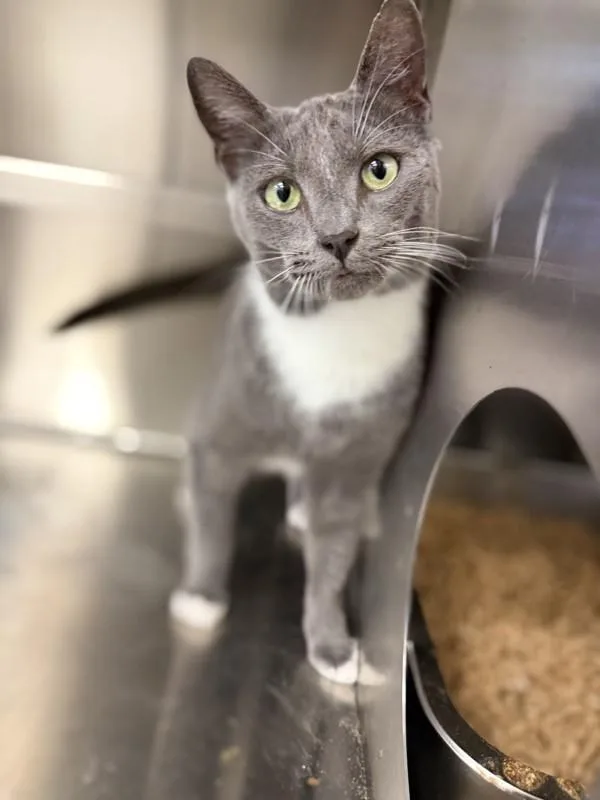 A young medium-sized male Domestic Short Hair cat named Paw Paw for adoption in Victorville, CA