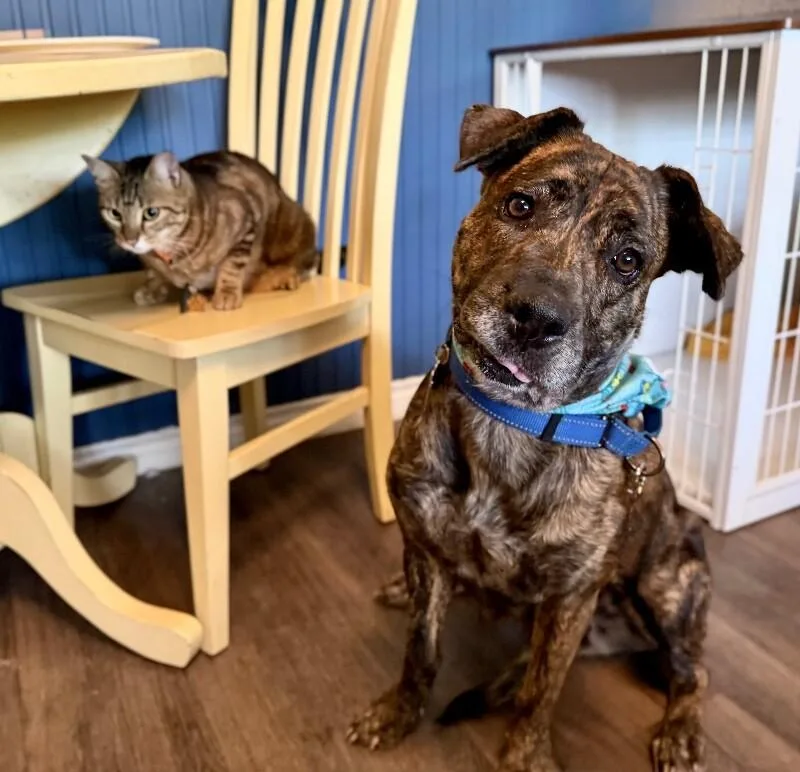 An adult medium-sized female Brown / Chocolate Labrador Retriever dog named Coffee Sweets The Sweetest for adoption in Friendswood, TX